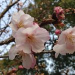 加茂名公民館島田分館,桜の木