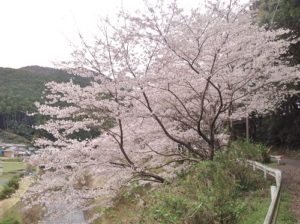 桜,満開,和歌山県,日高川町,広瀬集落の桜