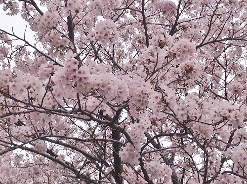 桜,満開,和歌山県,日高川町高津尾,広瀬集落の桜