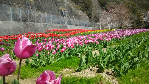 県道26号｜御坊美山線の花畑