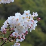 日高川町高津尾広瀬の桜