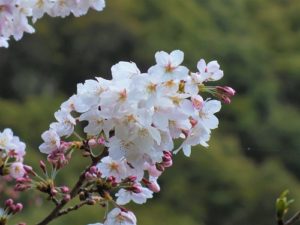 日高川町高津尾広瀬の桜