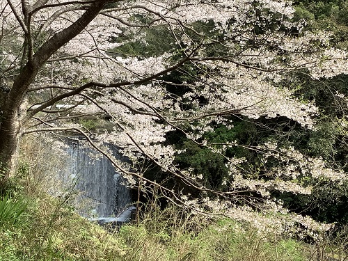 日高川町広瀬の桜