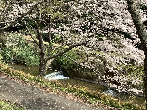 日高川町広瀬の桜