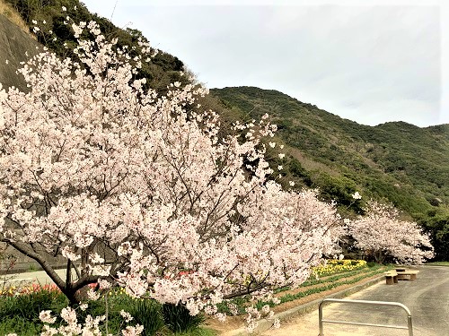 日高川町の桜